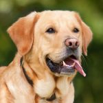 Démangeaisons chez le chien : les conseils indispensables pour les éliminer et prévenir les souffrances !