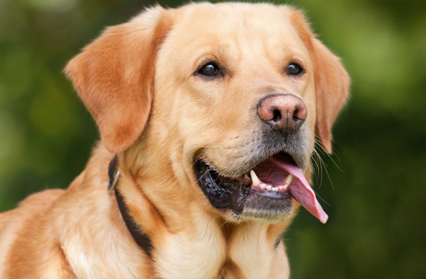 Démangeaisons chez le chien : les conseils indispensables pour les éliminer et prévenir les souffrances !
