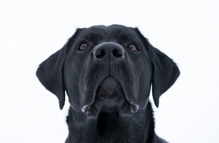 Déménager avec son chien ? Voici les 5 conseils indispensables pour le préparer en douceur !