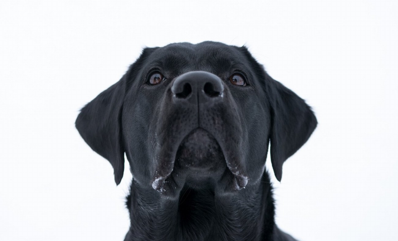 Déménager avec son chien ? Voici les 5 conseils indispensables…