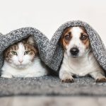 Dents de chat en danger : découvrez les signes révélateurs et les remèdes efficaces pour prévenir les maladies bucco-dentaires !