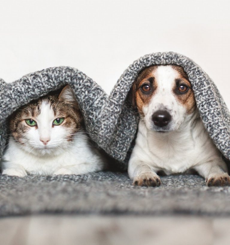 Dents de chat en danger : découvrez les…