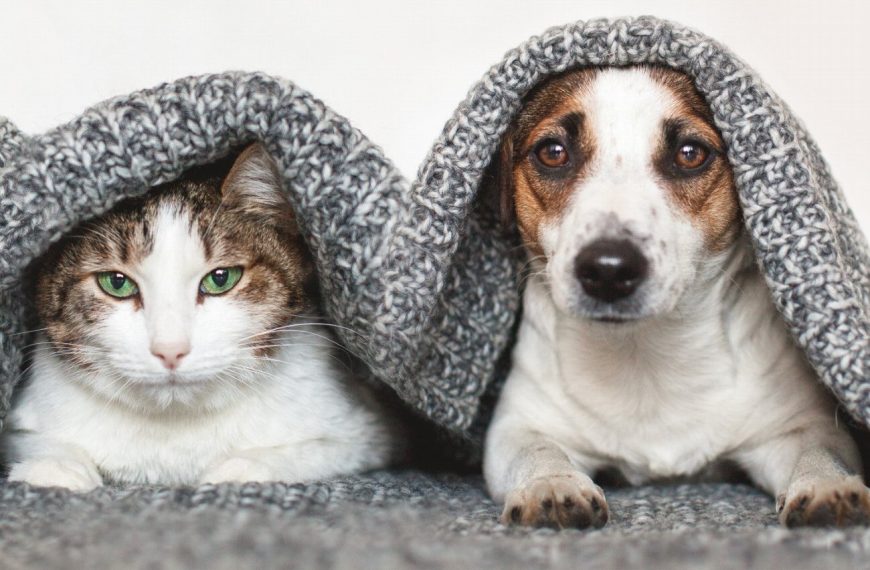 Dents de chat en danger : découvrez les signes révélateurs et les remèdes efficaces pour prévenir les maladies bucco-dentaires !