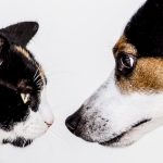 Dépression chez le chien : Les 5 signes à ne pas ignorer !