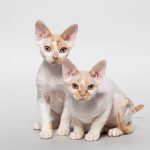 Devon Rex : guide race de chat