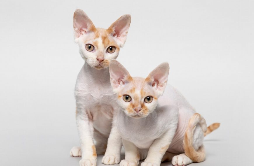 Devon Rex : guide race de chat