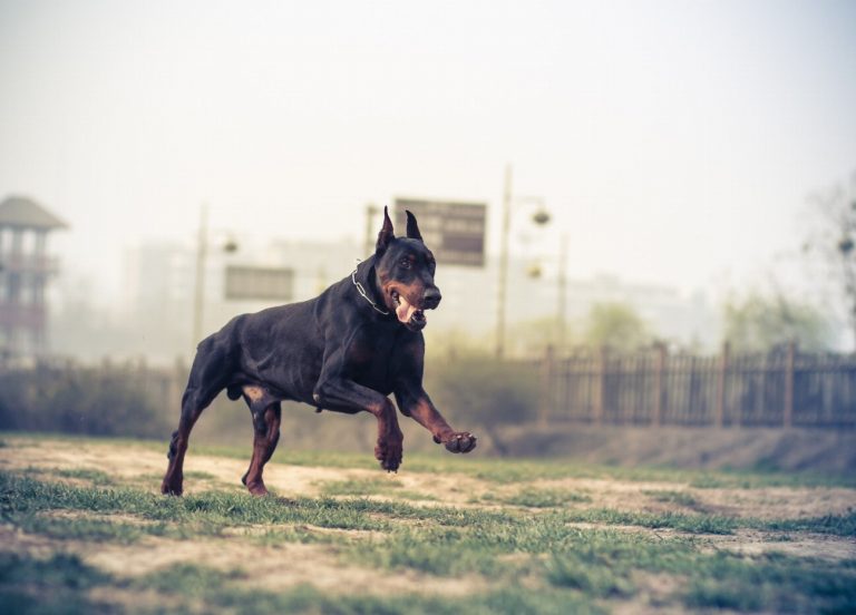 Dobermann : guide race de chien