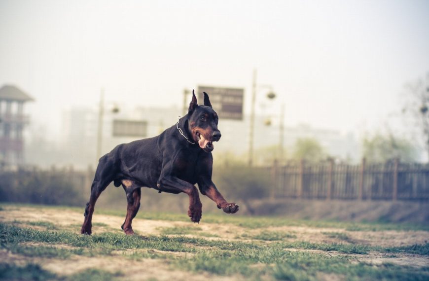 Dobermann : guide race de chien