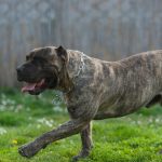 Dogo Canario : guide race de chien