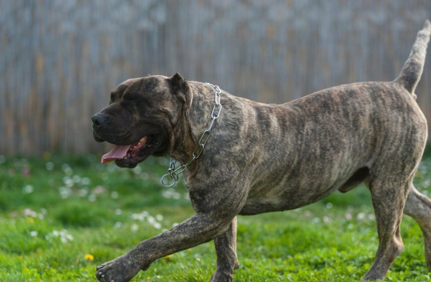 Dogo Canario : guide race de chien