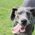 Dogue Allemand : guide race de chien