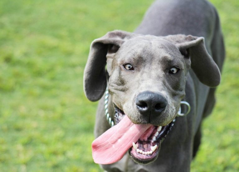 Dogue Allemand : guide race de chien