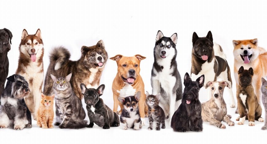 Dogue Argentin : guide race de chien