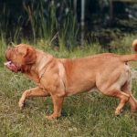 Dogue de Bordeaux : guide race de chien