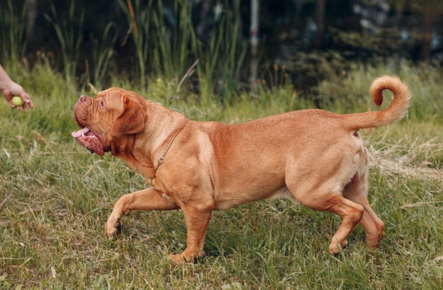 Dogue de Bordeaux : guide race de chien