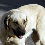 Dogue de Majorque : guide race de chien