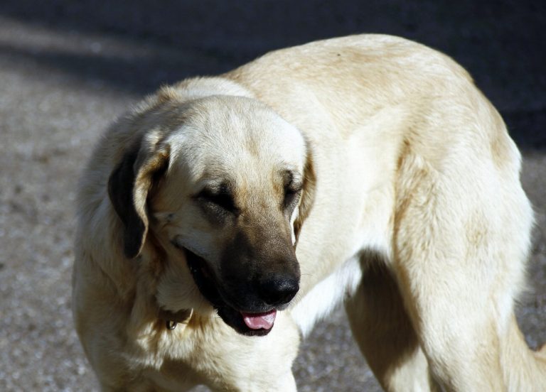 Dogue de Majorque : guide race de chien