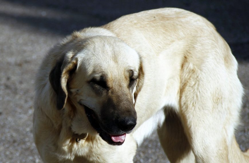 Dogue de Majorque : guide race de chien