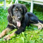 Dogue du Tibet : guide race de chien