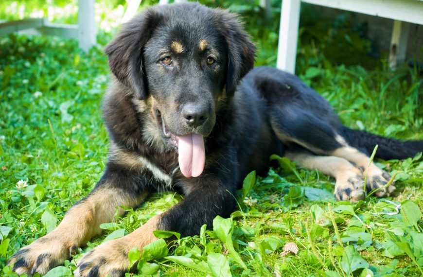 Dogue du Tibet : guide race de chien