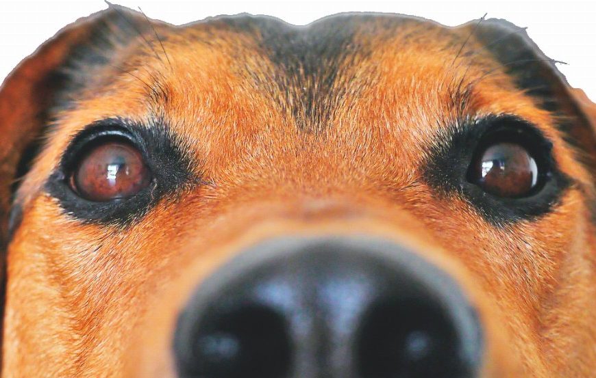 Dominance canine : découvrez les 5 clés pour prévenir et résoudre les problèmes de comportement !