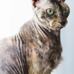 Donskoy : guide race de chat