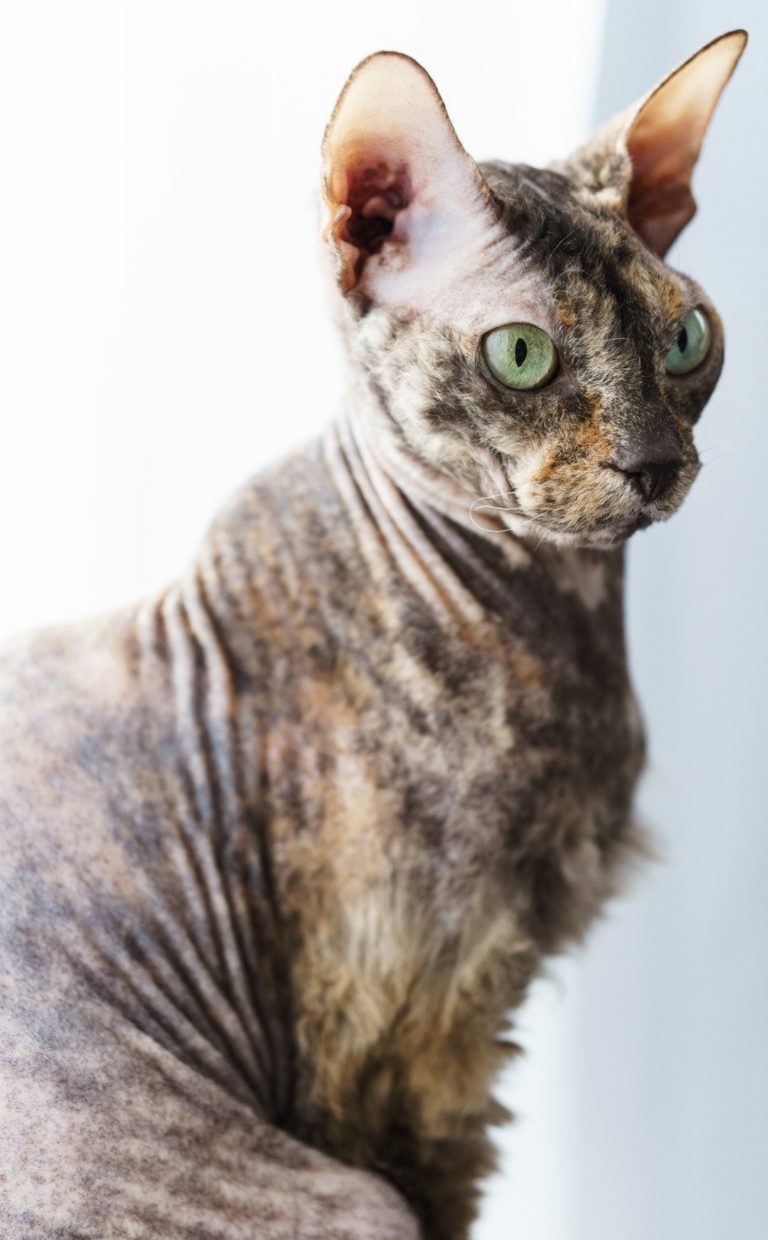 Donskoy : guide race de chat