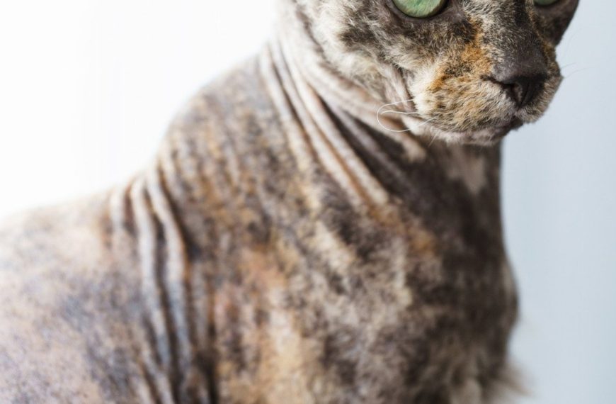 Donskoy : guide race de chat
