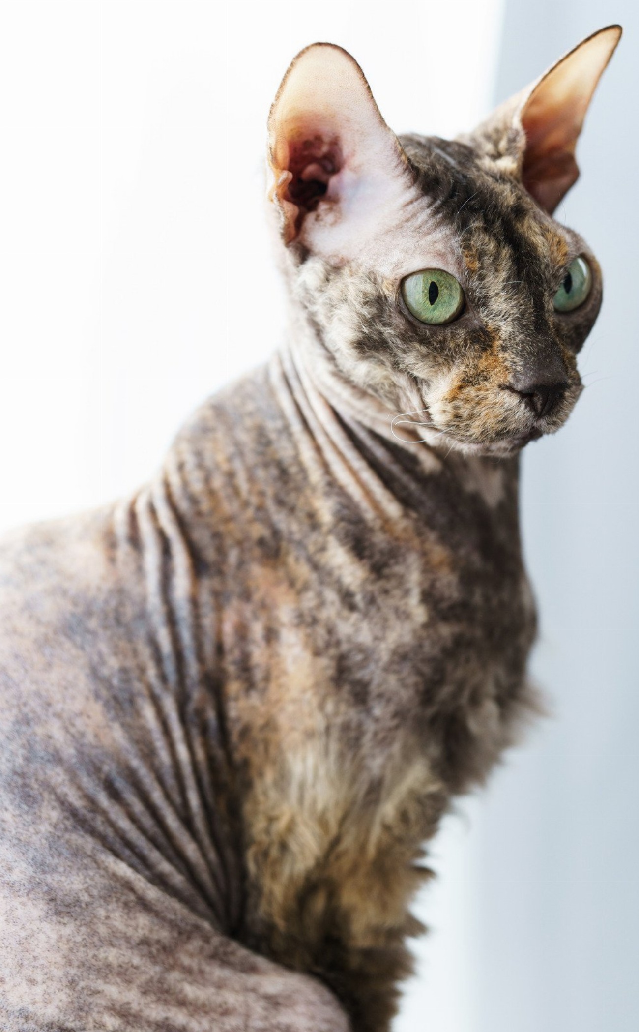 Donskoy : guide race de chat