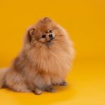 Drever : guide race de chien