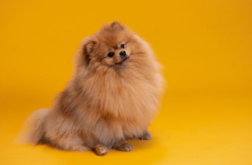 Drever : guide race de chien