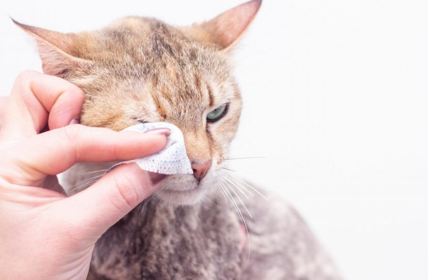 Effrayant ! Les maladies oculaires qui menacent la vue de nos adorables chats – Découvrez les symptômes alarmants et les traitements efficaces !