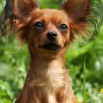 English Toy Terrier : guide race de chien