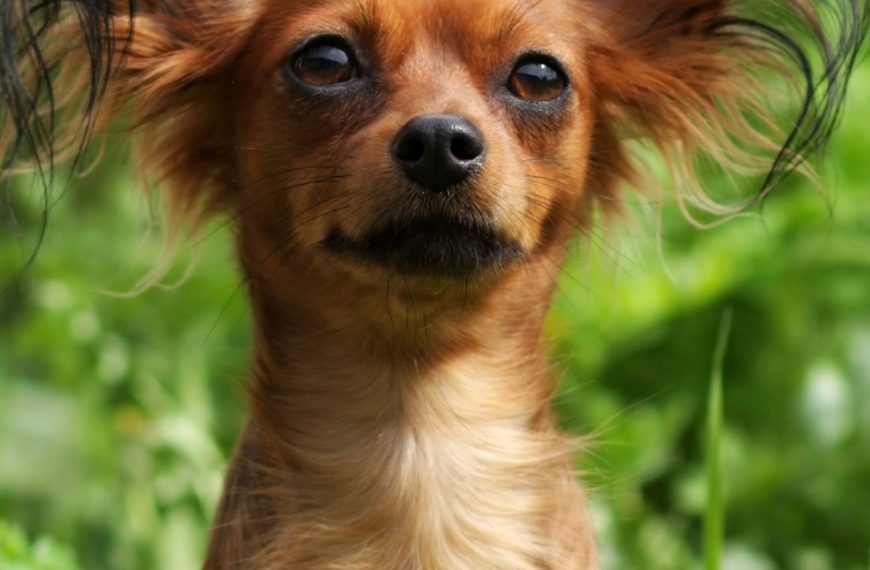 English Toy Terrier : guide race de chien