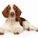 Epagneul à perdrix de Drente : guide race de chien