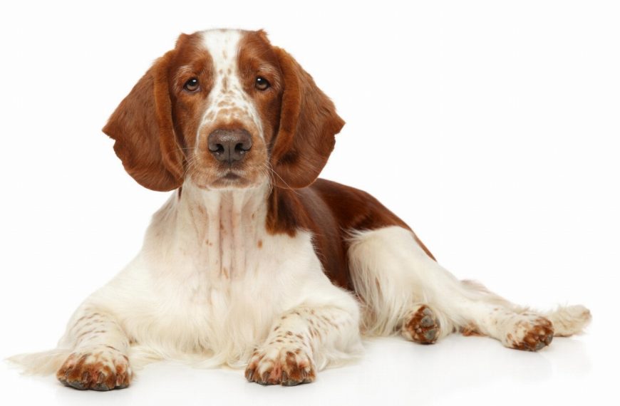 Epagneul à perdrix de Drente : guide race de chien