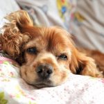 Epagneul Bleu de Picardie : guide race de chien