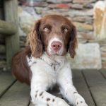 Epagneul Breton : guide race de chien