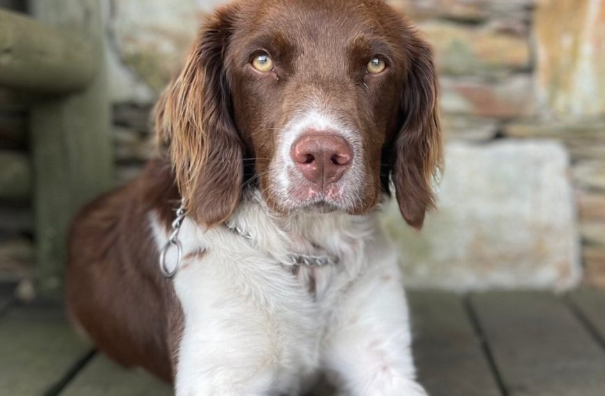 Epagneul Breton : guide race de chien