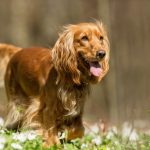 Epagneul de Pont-Audemer : guide race de chien