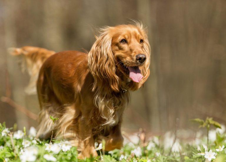 Epagneul de Pont-Audemer : guide race de chien