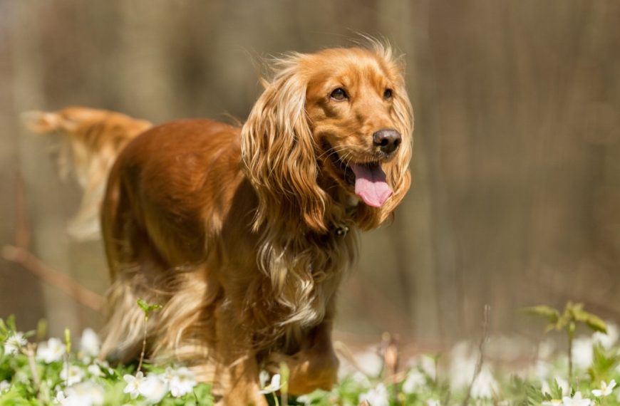 Epagneul de Pont-Audemer : guide race de chien