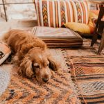 Epagneul Français : guide race de chien