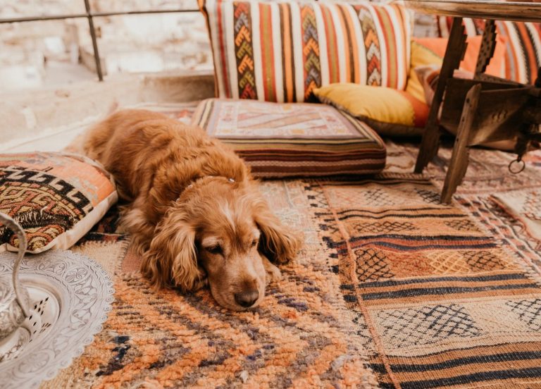 Epagneul Français : guide race de chien