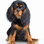 Epagneul Japonais : guide race de chien