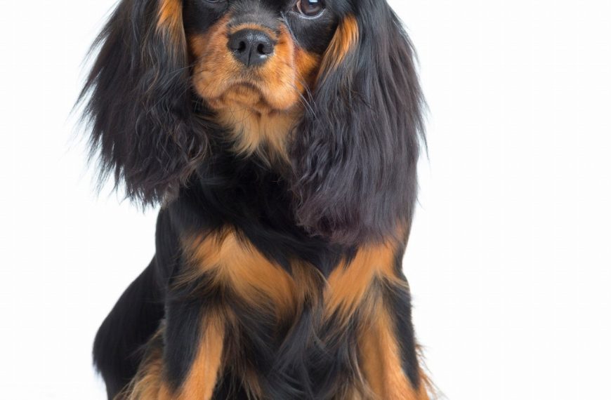 Epagneul Japonais : guide race de chien