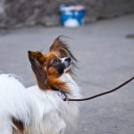 Epagneul Nain Continental : guide race de chien