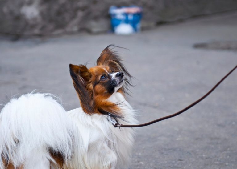 Epagneul Nain Continental : guide race de chien