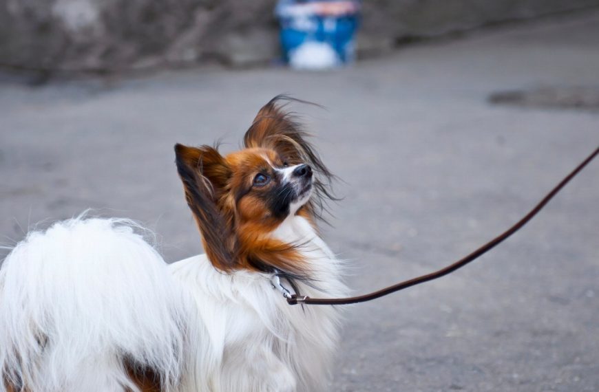 Epagneul Nain Continental : guide race de chien