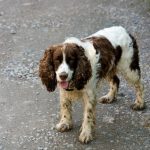 Epagneul Picard : guide race de chien